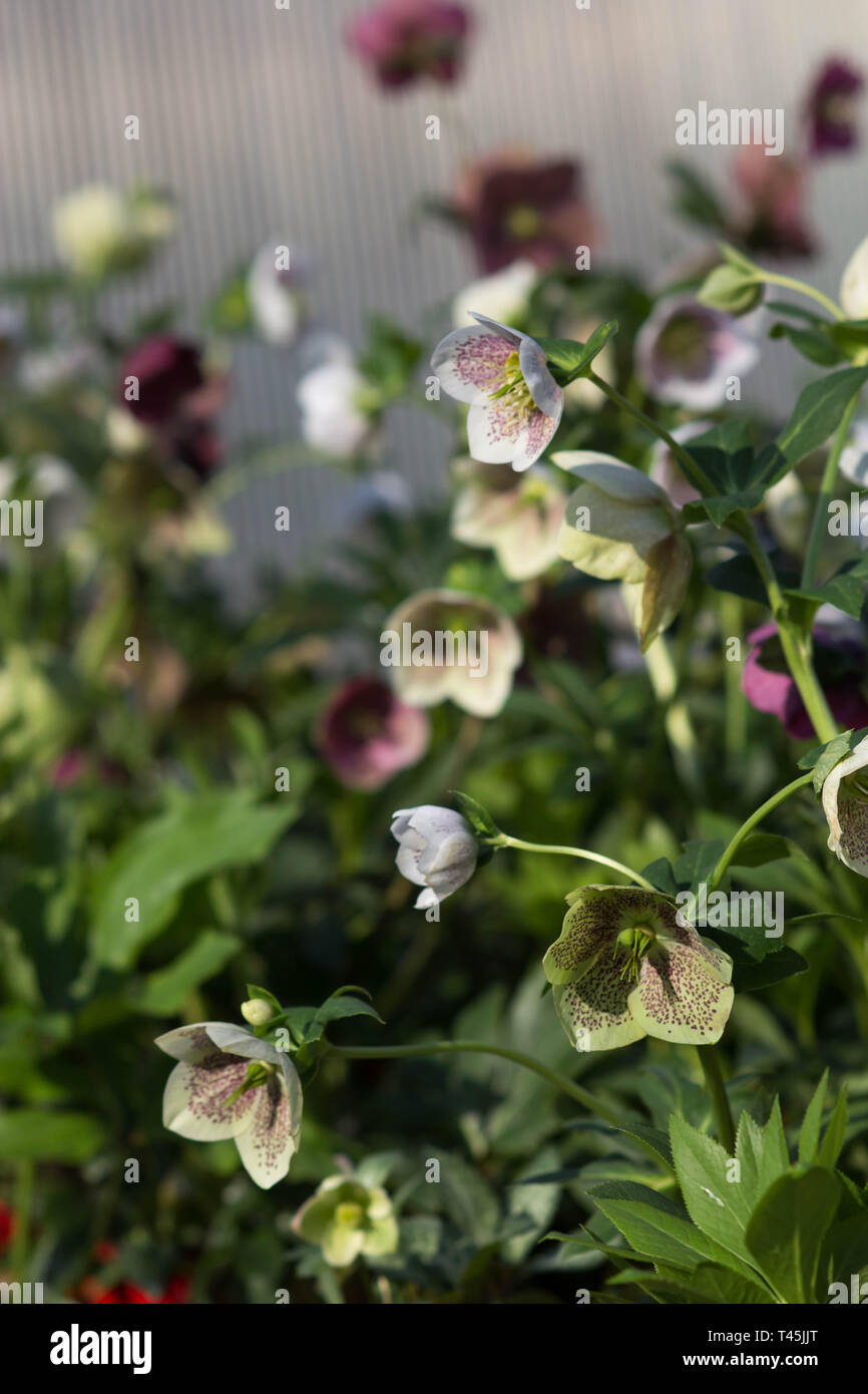 Helleborus blumen Hybriden Fastenzeit Rose - Gartenarbeit Zeit Stockfoto