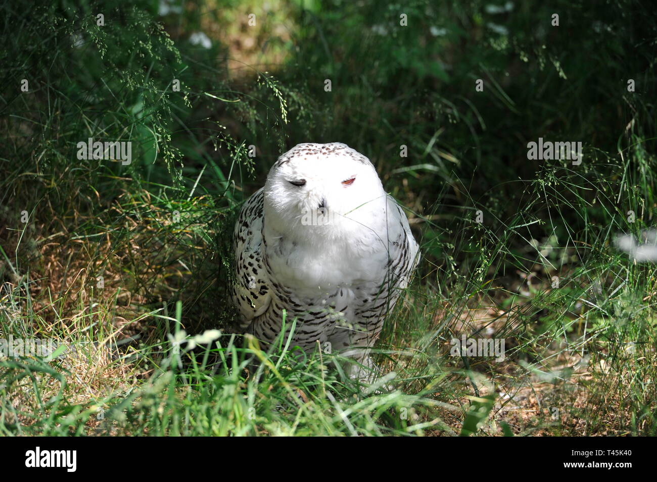 Eule in Burg und Festung Regenstein. Captive Schnee-eule (Nyctea scandiaca) auf seiner Stange. Stockfoto