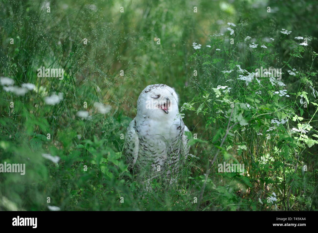 Eule in Burg und Festung Regenstein. Captive Schnee-eule (Nyctea scandiaca) auf seiner Stange. Stockfoto