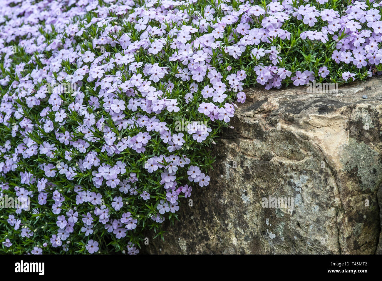 Lila Phlox maculata 'Rosea' Kaskadierung über Rock Stockfoto