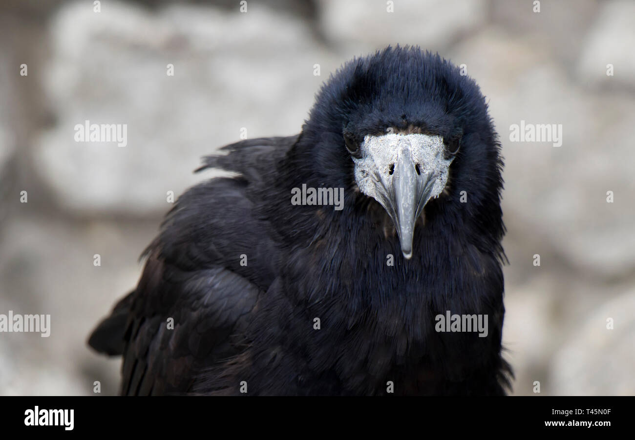 Alte Rabe oder Krähe, gemeinsame Stadt schwarzer Vogel, an Kamera suchen Stockfoto