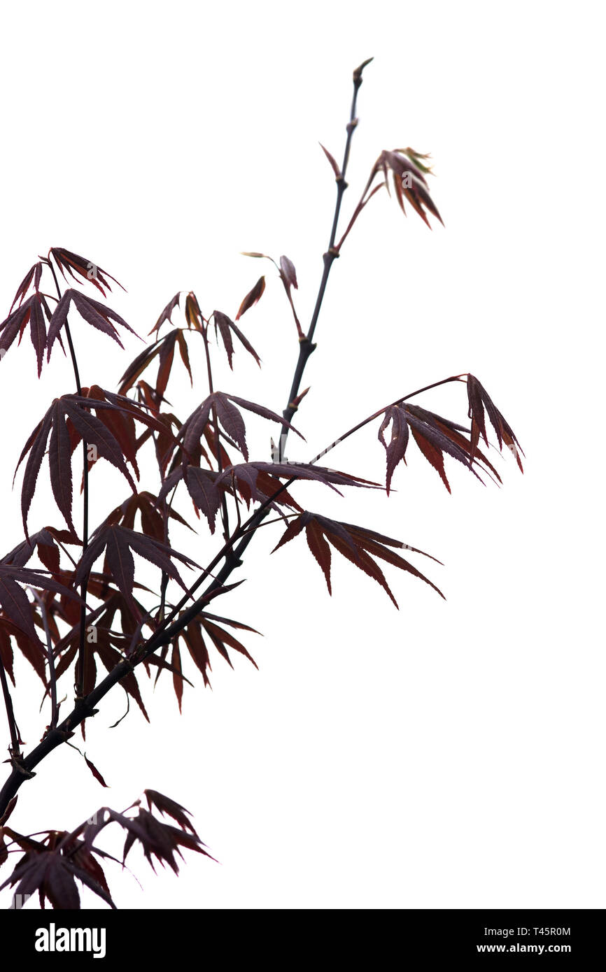 Eleganten japanischen Zen Stil Bambus Baum mit roten Blätter, die isoliert auf weißem Hintergrund Stockfoto