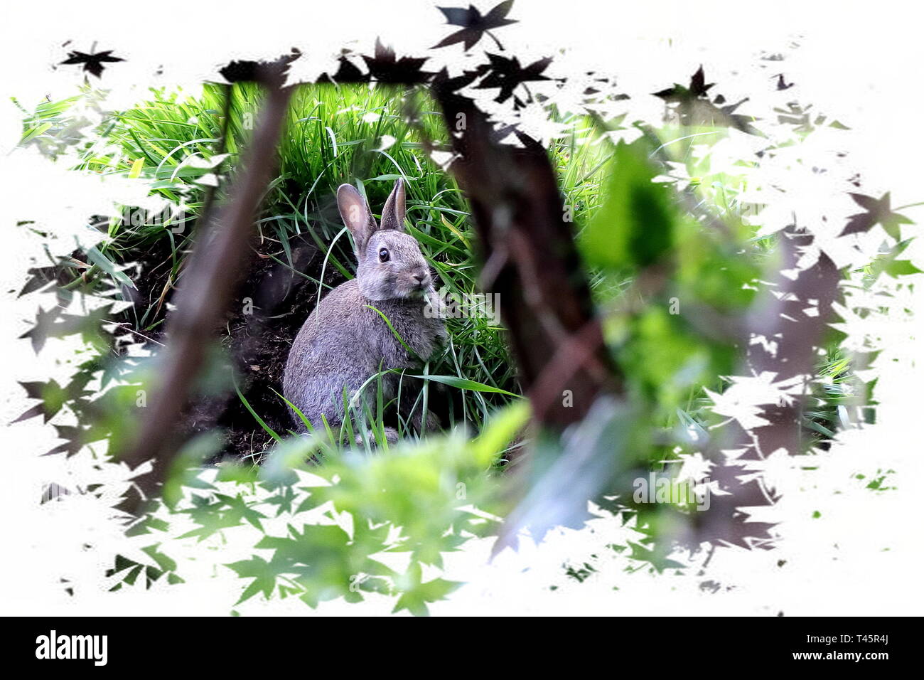 Rabbit - Hase Kaninchen Stockfoto