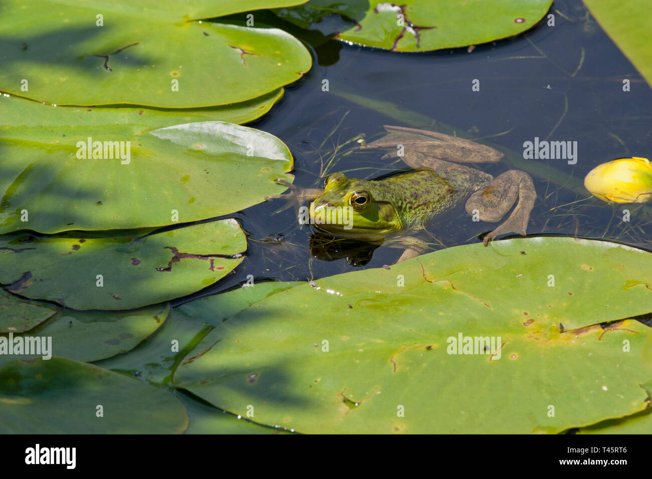 Bull Frog sitzen auf einer Seerose Blatt Stockfoto