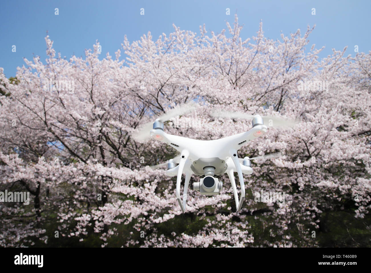 Drohne fliegen in die Luft, mit schönen Cherry Blossom Stockfoto