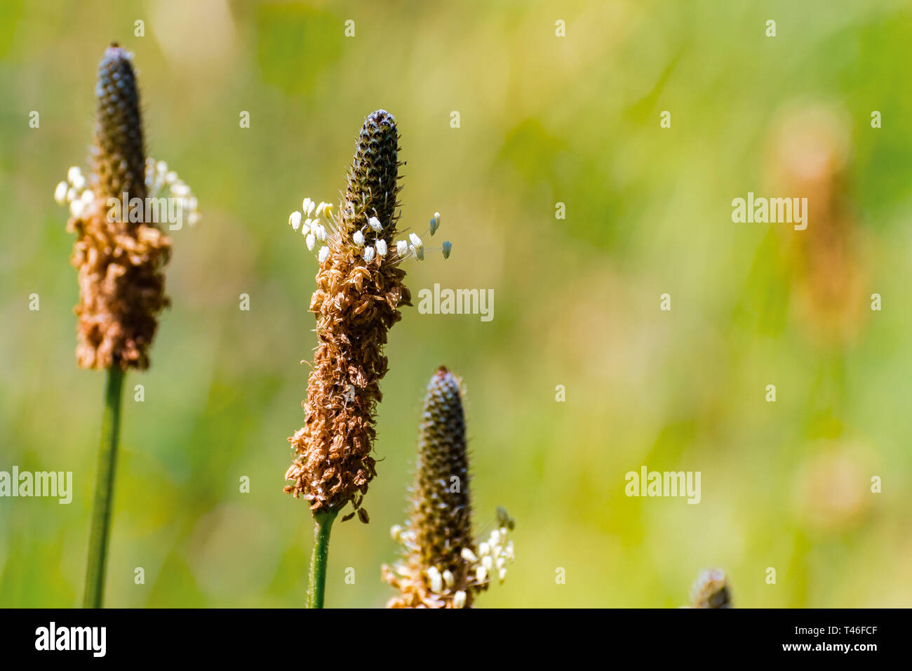 Englisches Wegerich (Plantago Integrifolia) blühen auf der Wiese, San Francisco Bay Area, Kalifornien Stockfoto