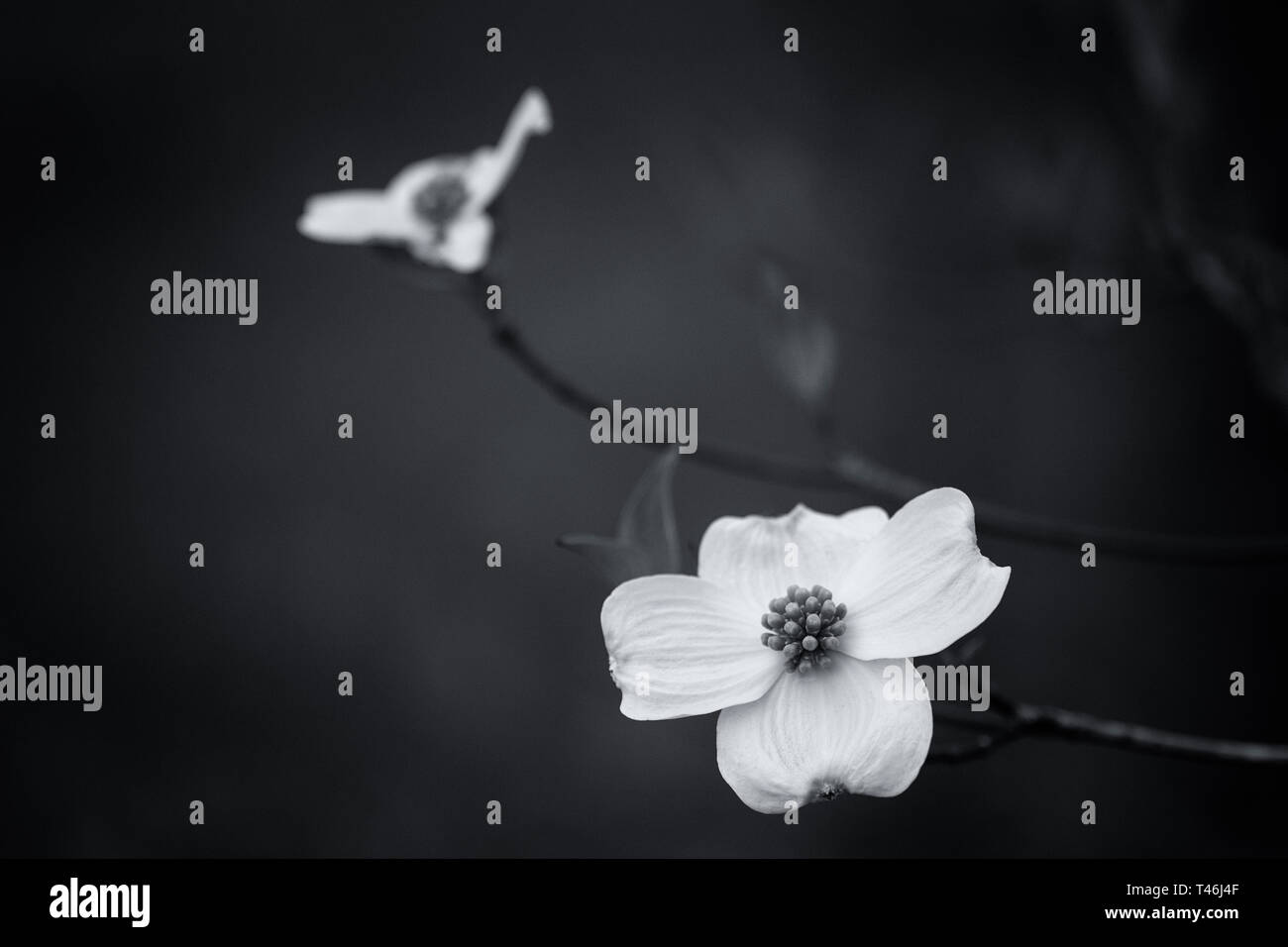 Dogwood Flower close up in Schwarz und Weiß Stockfoto