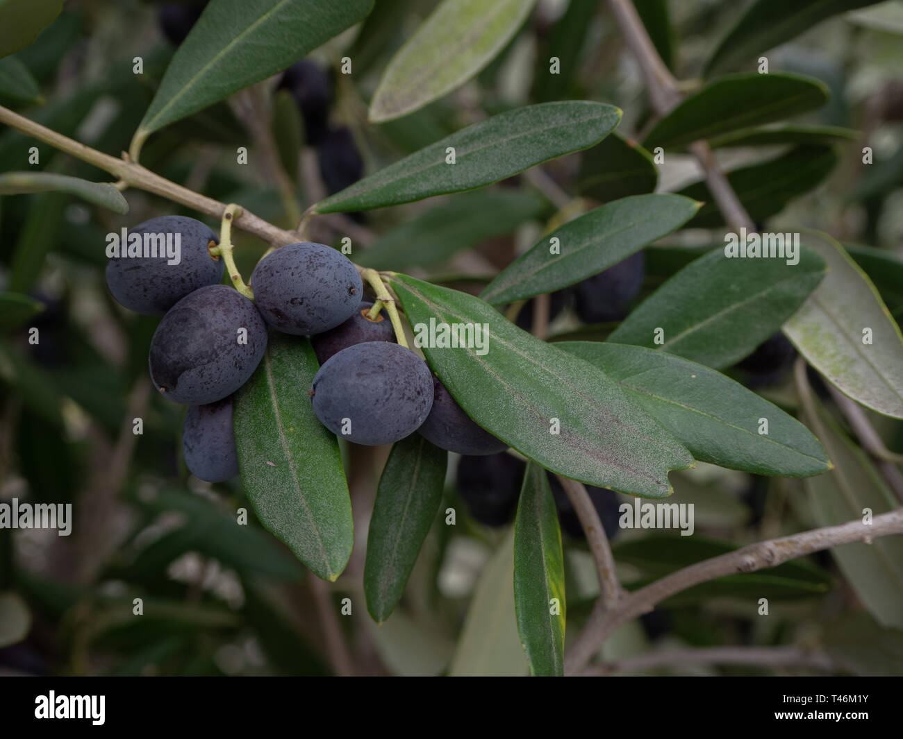 Schwarzer olivenbaum -Fotos und -Bildmaterial in hoher Auflsung  Alamy