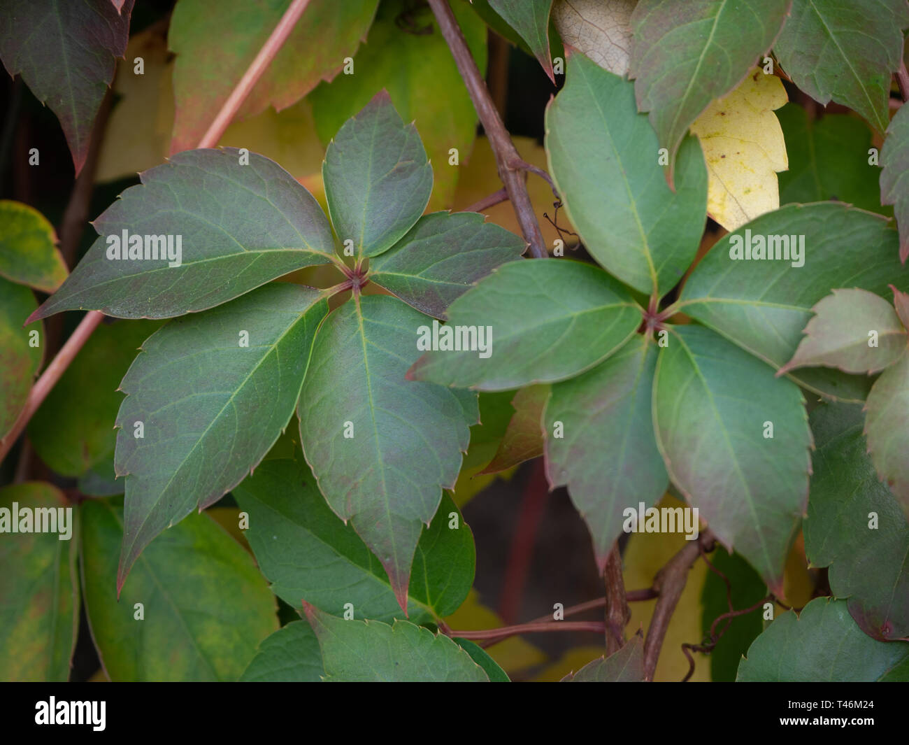 Grüne Blätter von Virginia Creeper Stockfoto