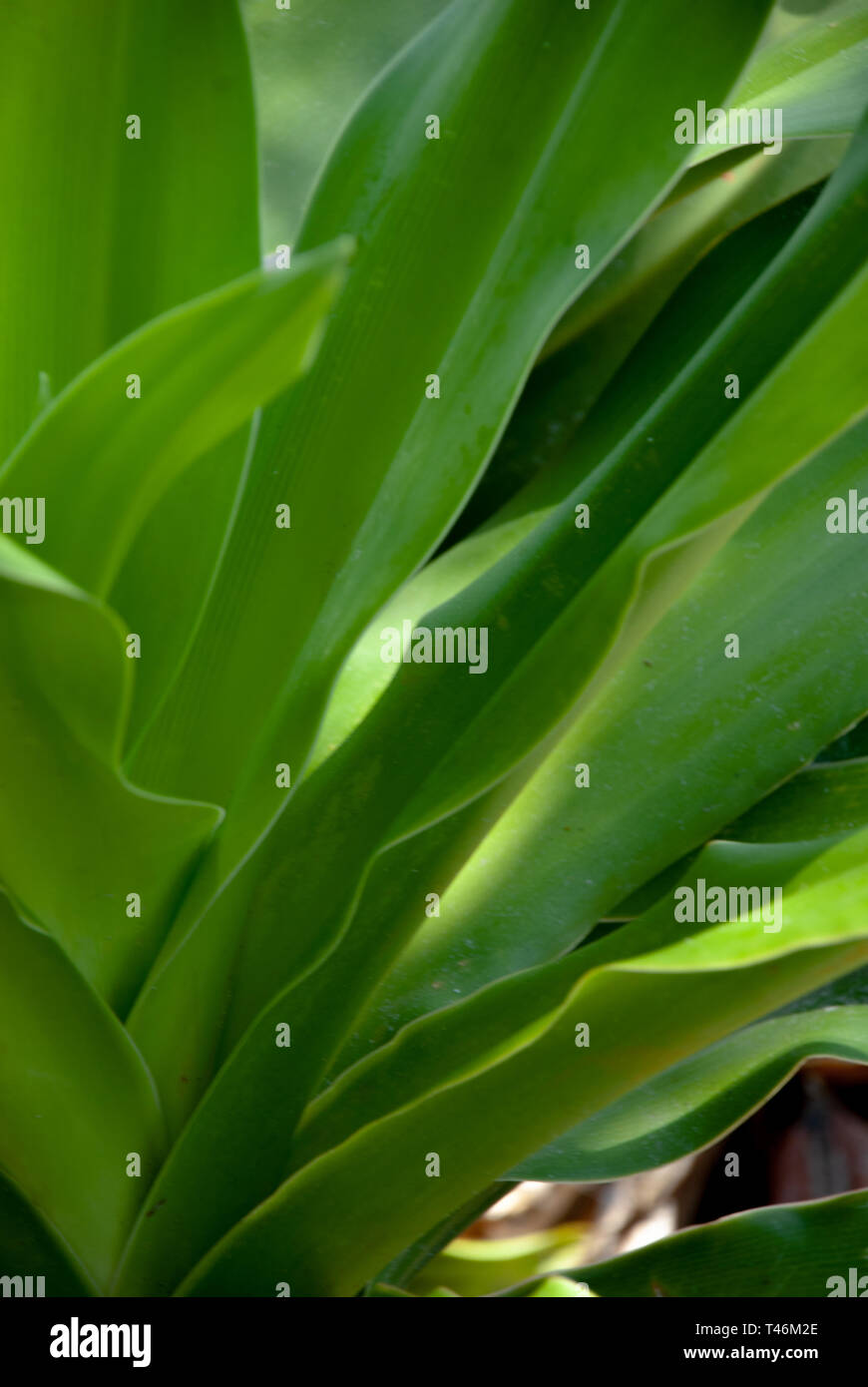 Pflanze mit länglichen grünen Blätter Stockfoto