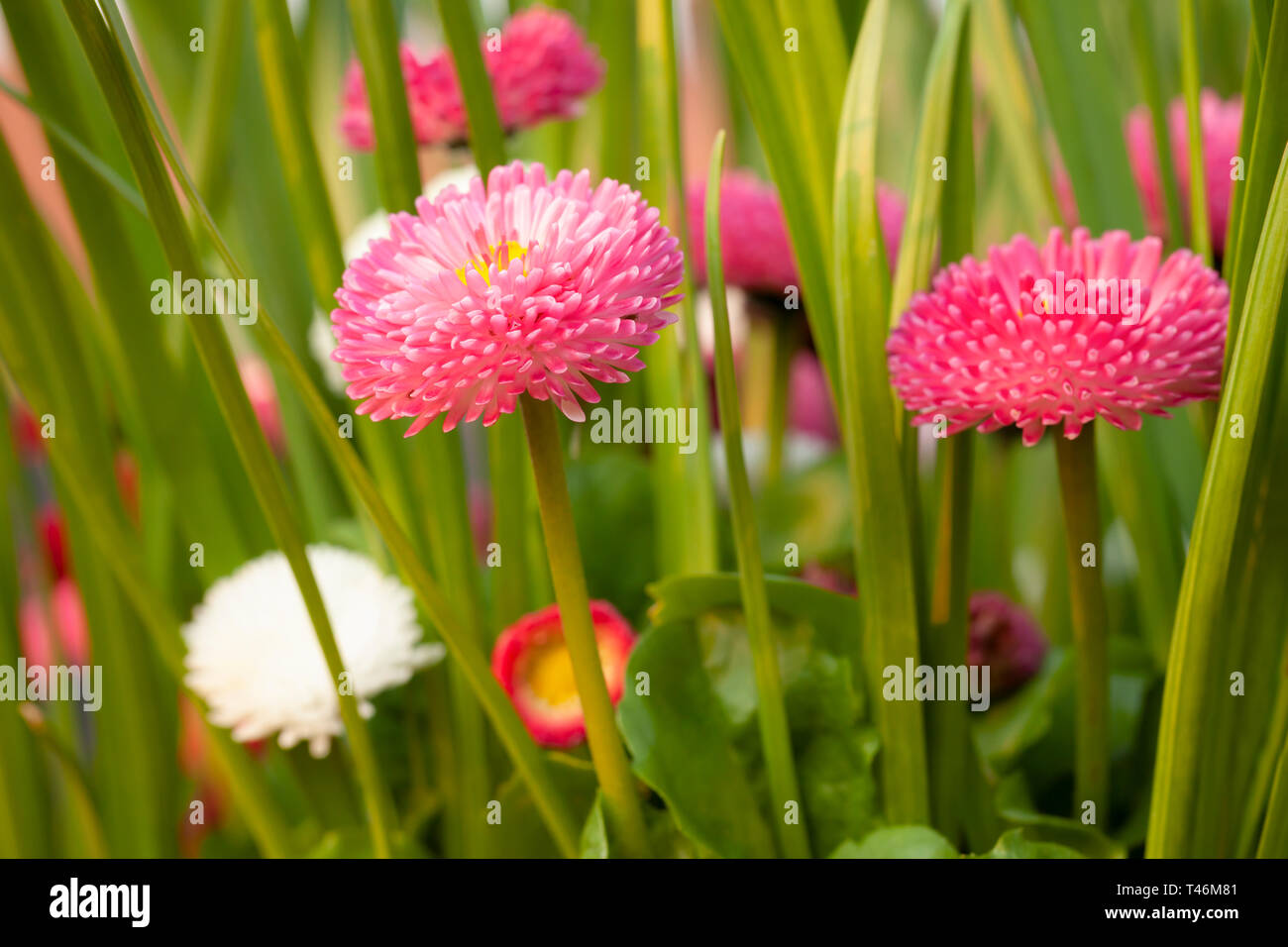 Feder daisy flowers schließen oben mit rot und rosa Farben. Bellis perensis daisy Pflanzen und Pflänzchen in der Abendsonne. Stockfoto