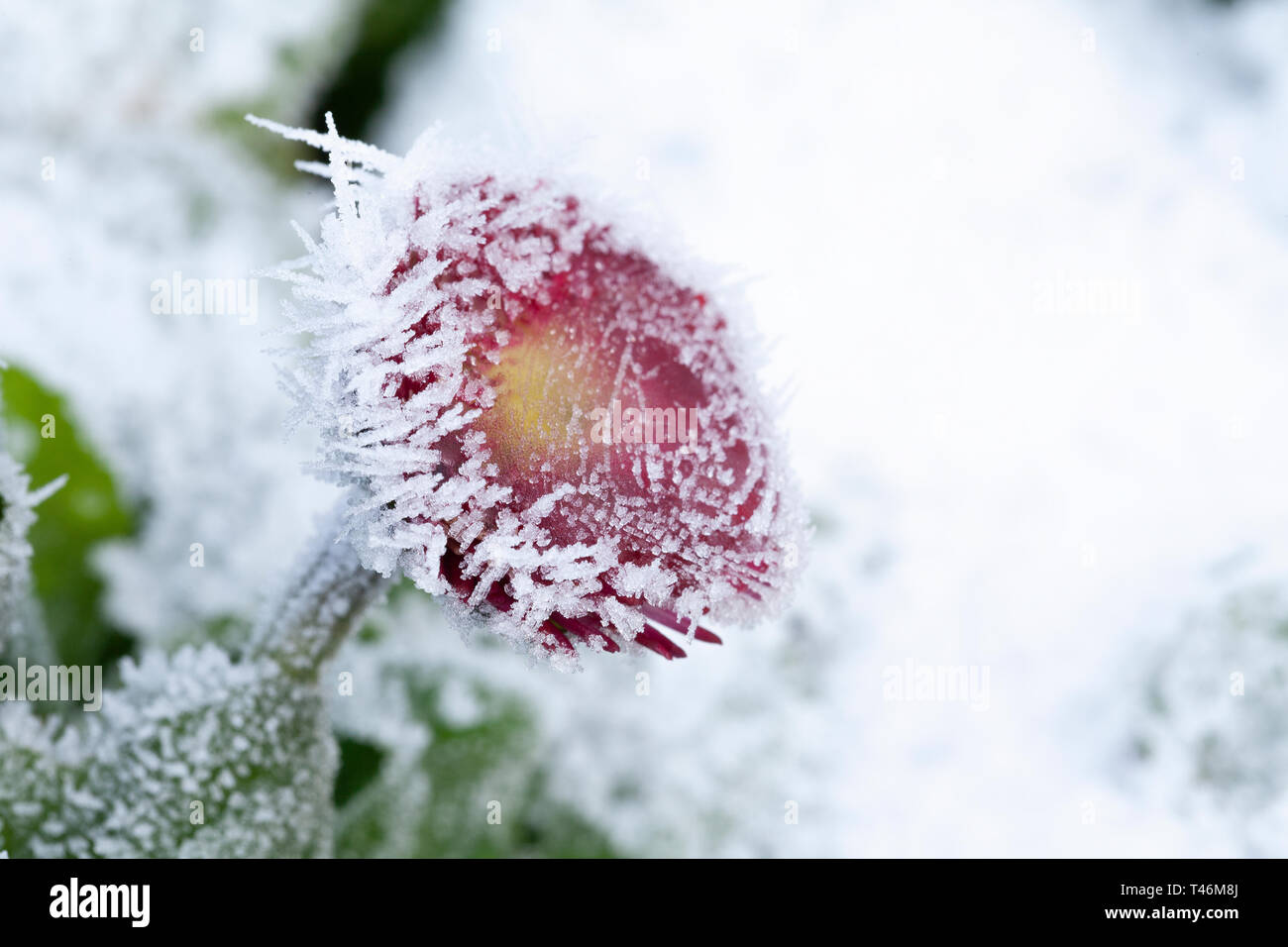 Gefrorenen garten Blume mit frühen Frühling Frost. Close up Bellis daisy-Werk in Eis und Eiszapfen und weiße frostige Wetter bedeckt. Garten Pflanzen in natürlichen Stockfoto