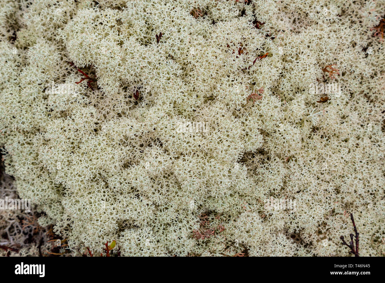 Teppich moss Weiß. Felsen überwachsen mit White Moss. Relief und die Textur von Stein mit Mustern und Moos. Stein mit Moos, natürlichen Hintergrund. Stockfoto