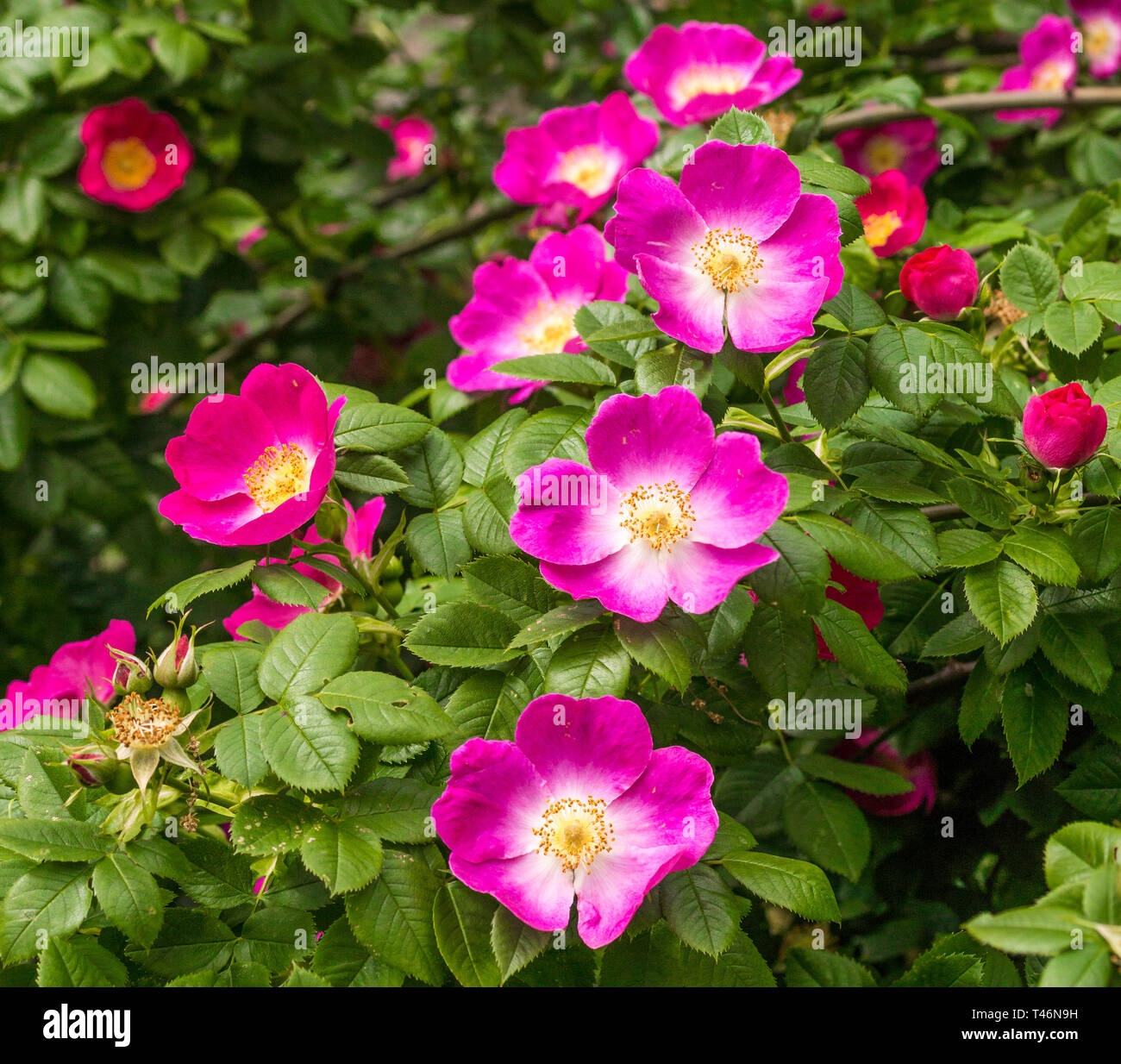 Schöne blühende wilde Rosenbusch (Hundsrose, Rosa Canina) Stockfoto