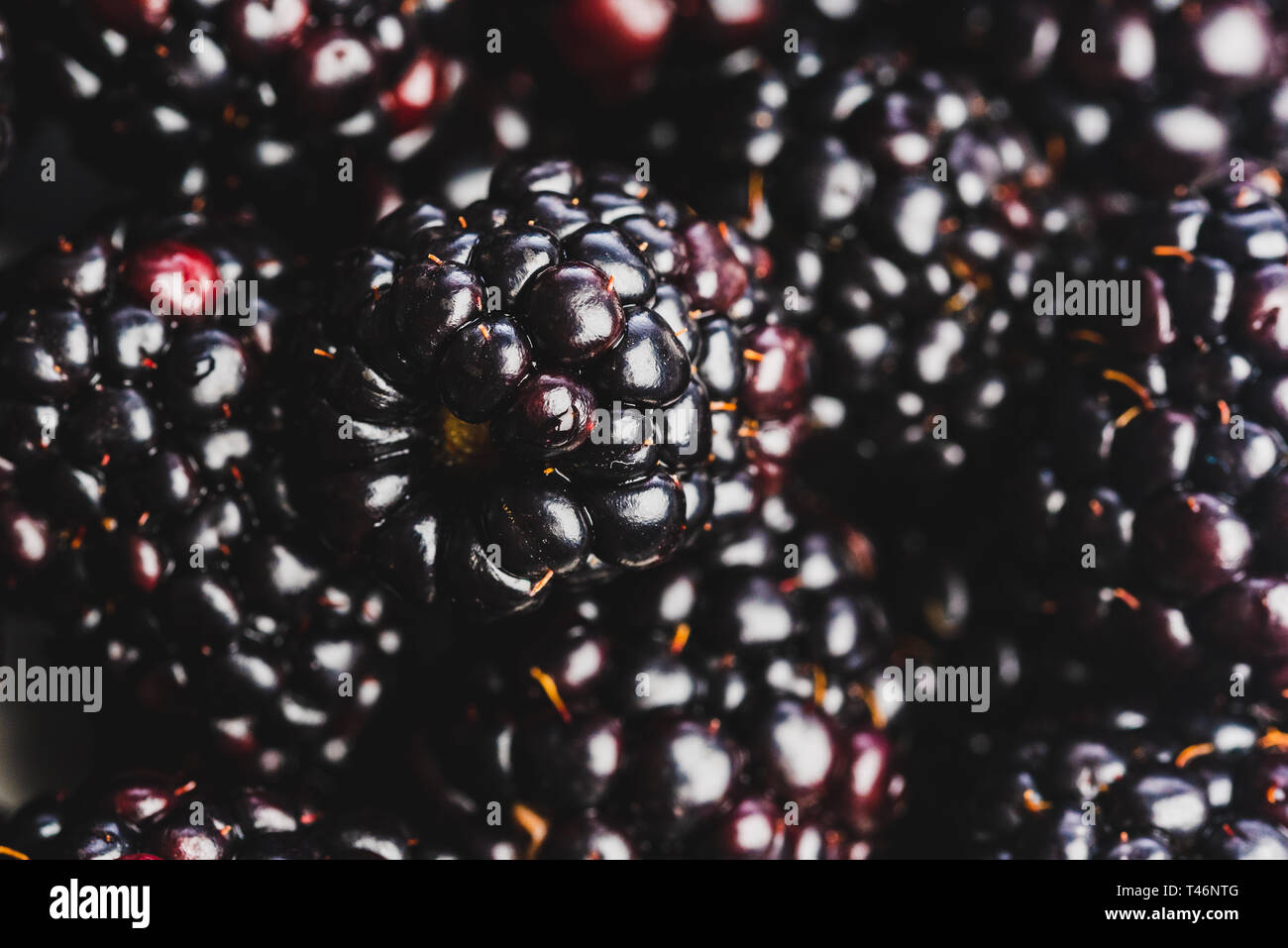 Aus Frischen Brombeeren Hintergrund Aus Der Nahe Menge Reif