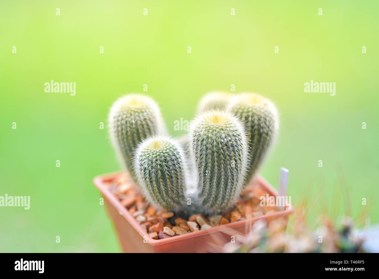 Sammlung von verschiedenen Kakteen und Sukkulenten. Stockfoto