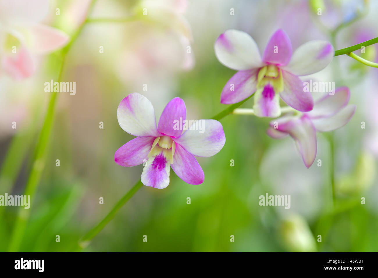 Weiße Orchidee blühen im Garten. natürliche Hintergrund. Stockfoto