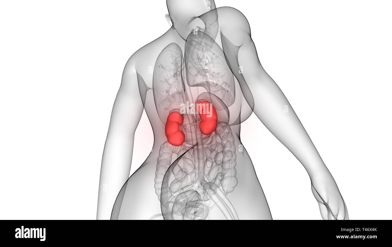 Weibliche Anatomie Nieren und Harnwege Stockfoto