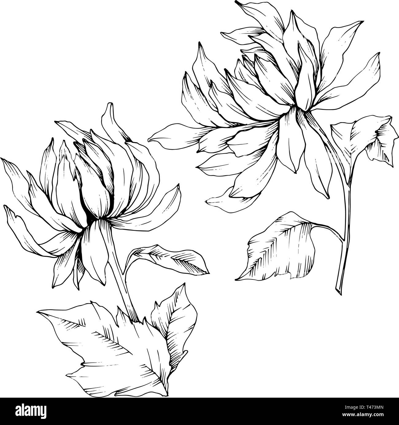 Vektor Chrysantheme floral botanischen Blumen. Schwarz und weiß eingraviert Tinte Art isoliert Blume Illustration Element. Stock Vektor