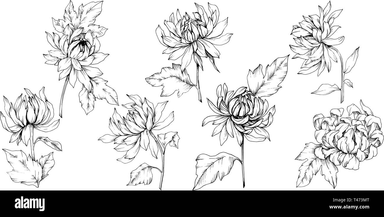 Vektor Chrysantheme floral botanischen Blumen. Schwarz und weiß eingraviert Tinte Art isoliert Blume Illustration Element. Stock Vektor