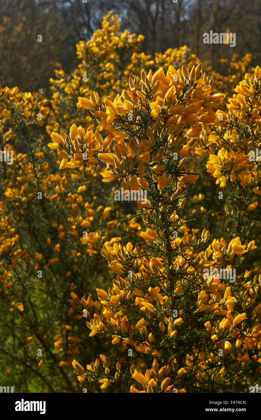 Markante gelbe Ginster Blume in der Frühlingssonne. London, England, Vereinigtes Königreich, Europa Stockfoto