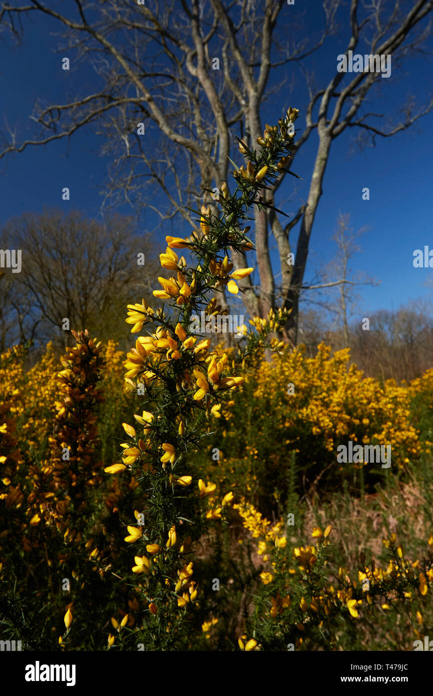 Markante gelbe Ginster Blume in der Frühlingssonne. London, England, Vereinigtes Königreich, Europa Stockfoto