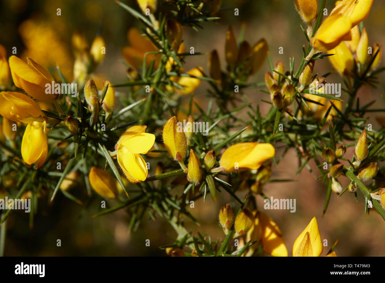 Markante gelbe Ginster Blume in der Frühlingssonne. London, England, Vereinigtes Königreich, Europa Stockfoto