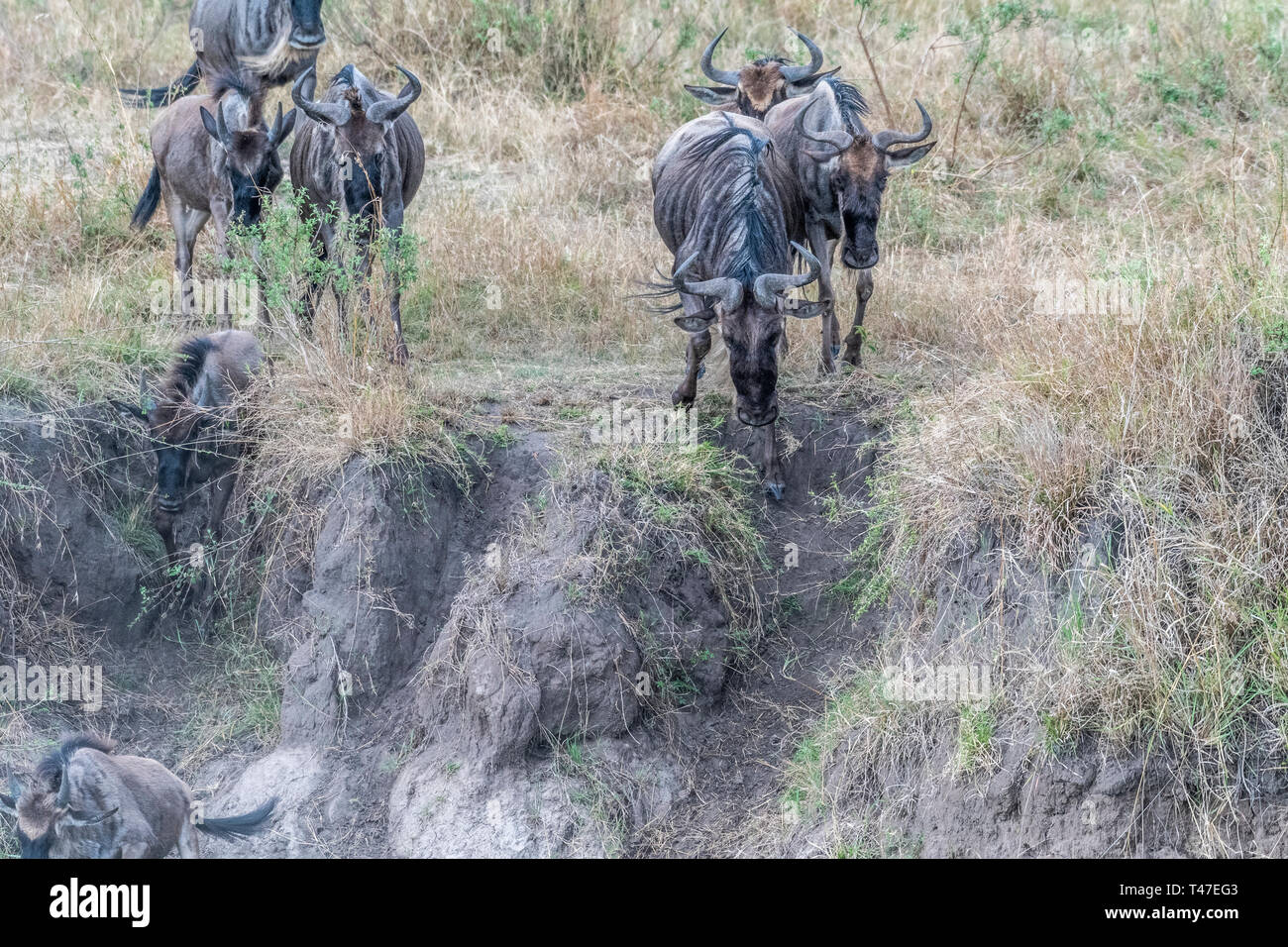Gnus und Zebras crossing trockenes Land während der Migration Saison in Masai Mara Stockfoto