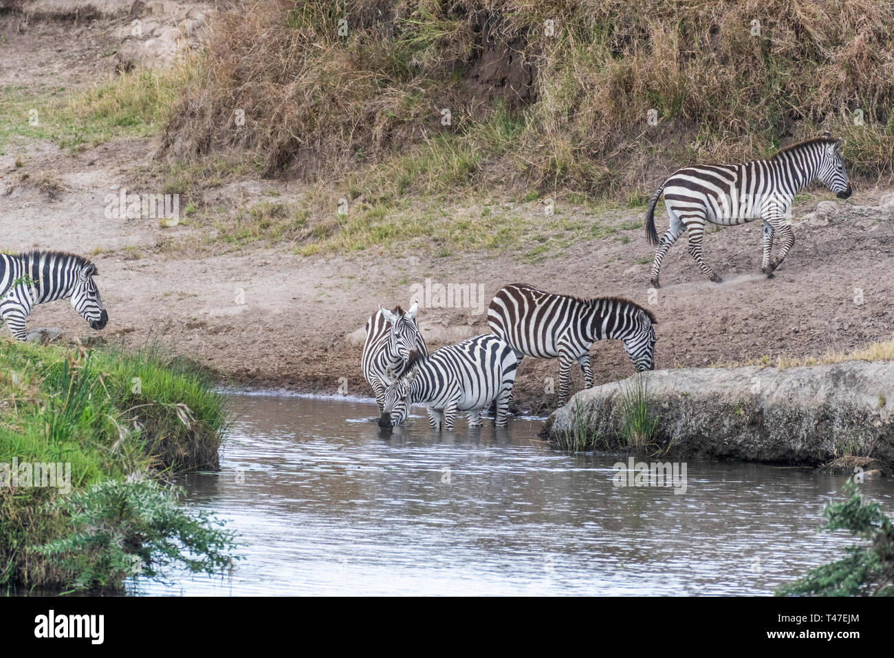 Zebras crossing kleine Wasserstrom in Masai Mara während der Migration Saison Stockfoto