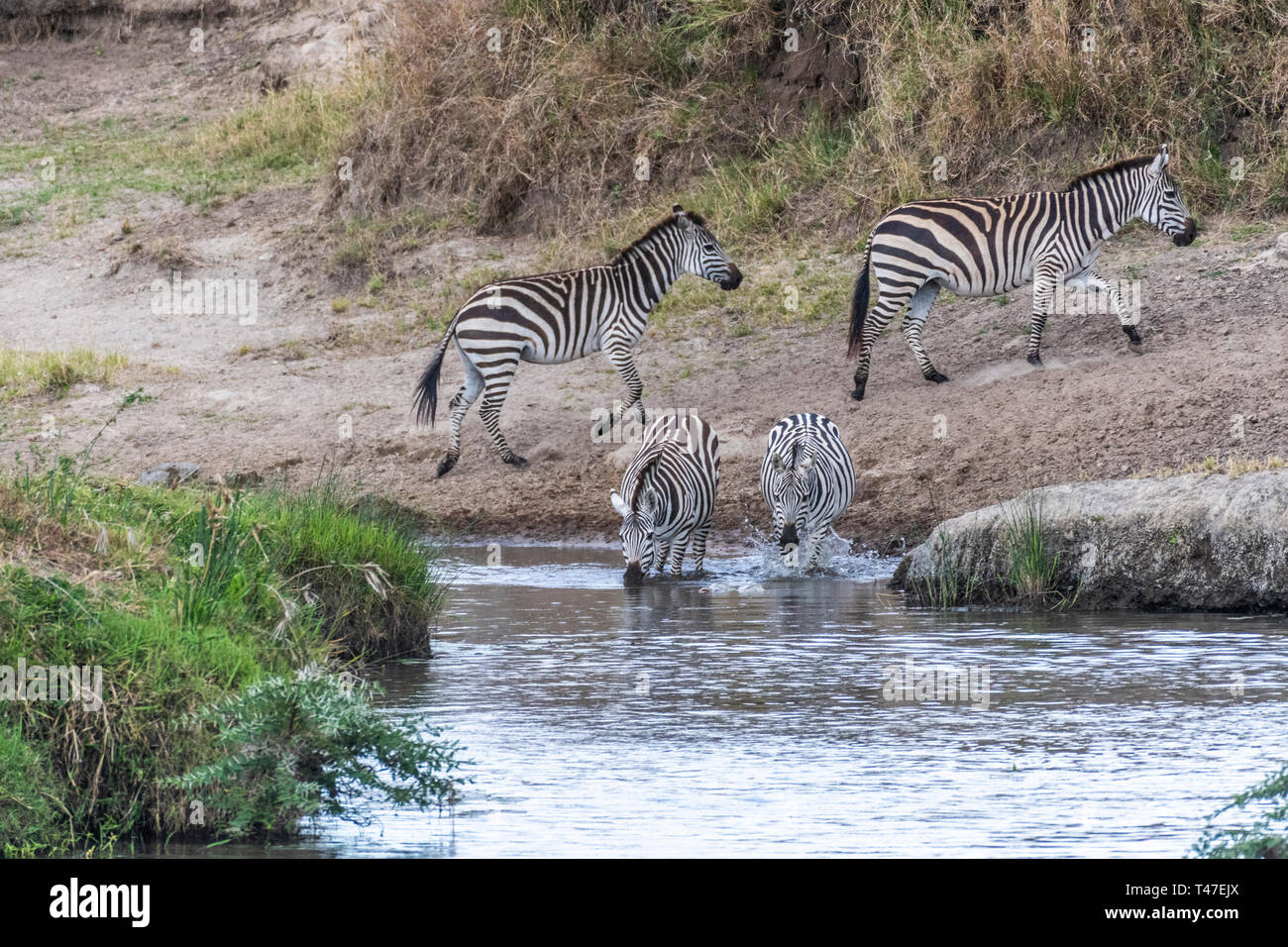Zebras crossing kleine Wasserstrom in Masai Mara während der Migration Saison Stockfoto