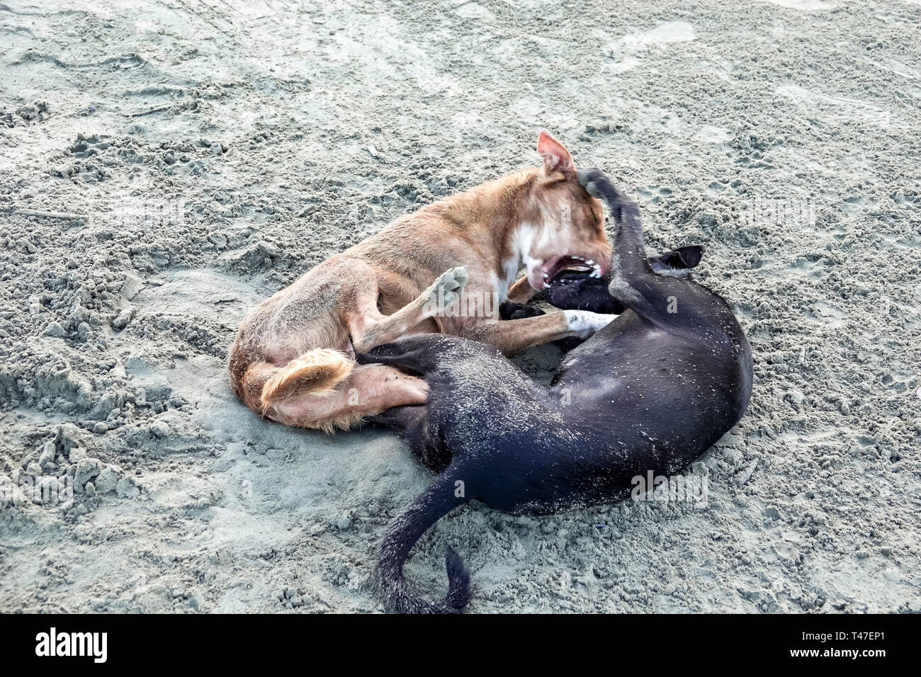 Cartagena Kolumbien, Bocagrande, Sand, Hunde, spielen kämpfen beißen, aggressiv, Besucher reisen Reise touristischer Tourismus Wahrzeichen, Kultur c Stockfoto