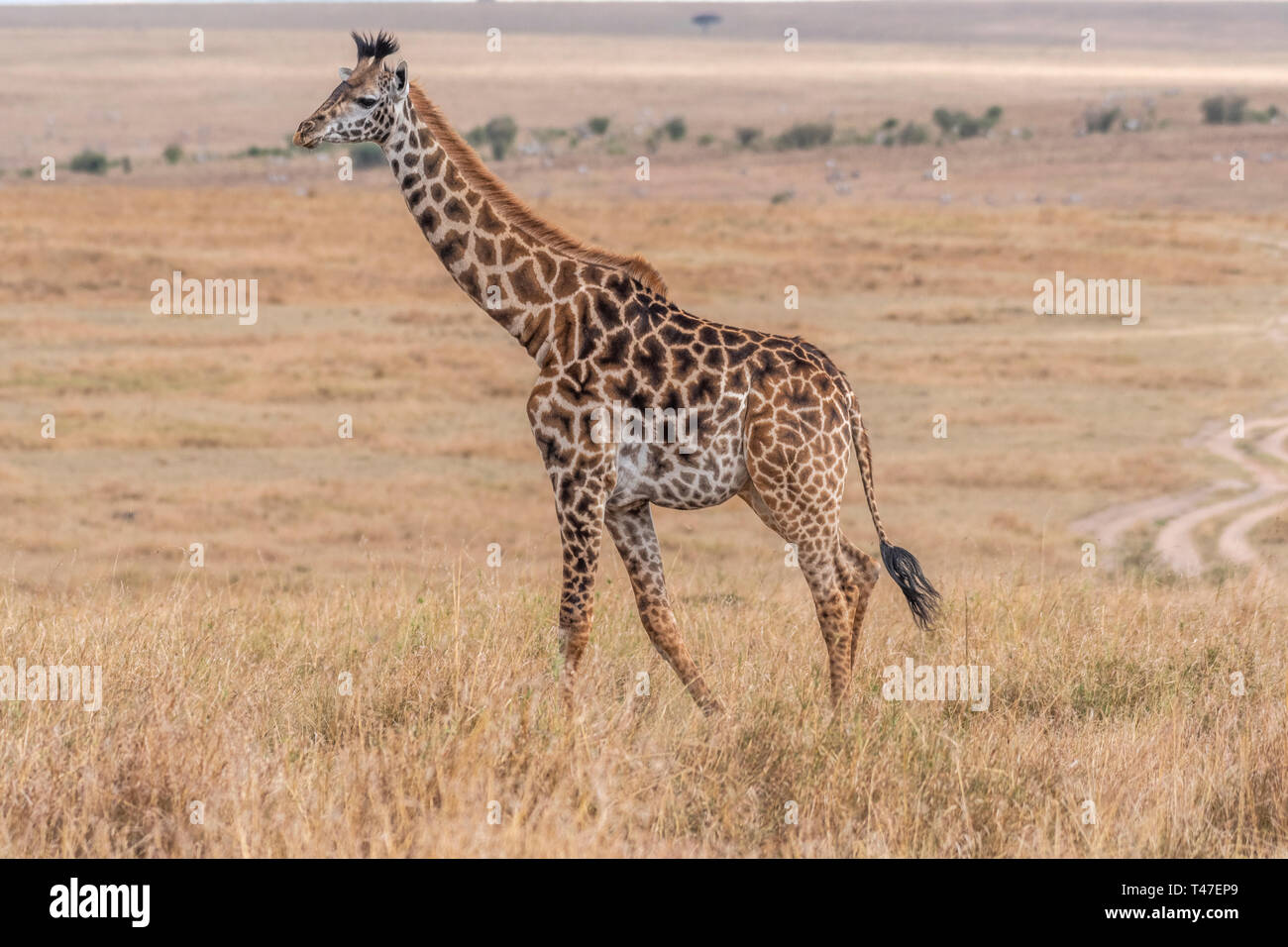 Giraffen wandern in Savanne am Tag Licht in Masai Mara, Afrika Stockfoto