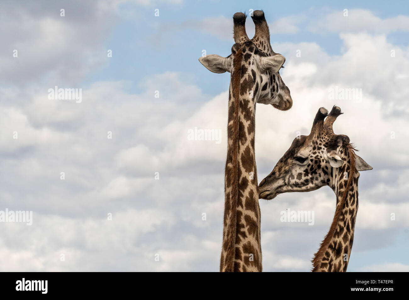 Portrait von Giraffe gegen den blauen Himmel in Masai Mara Stockfoto