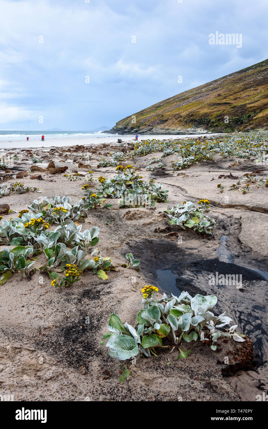 Reiseziel Landschaft, West Falkland Island Beach Szene mit gelben Meer Kohl, Falkland Inseln Stockfoto
