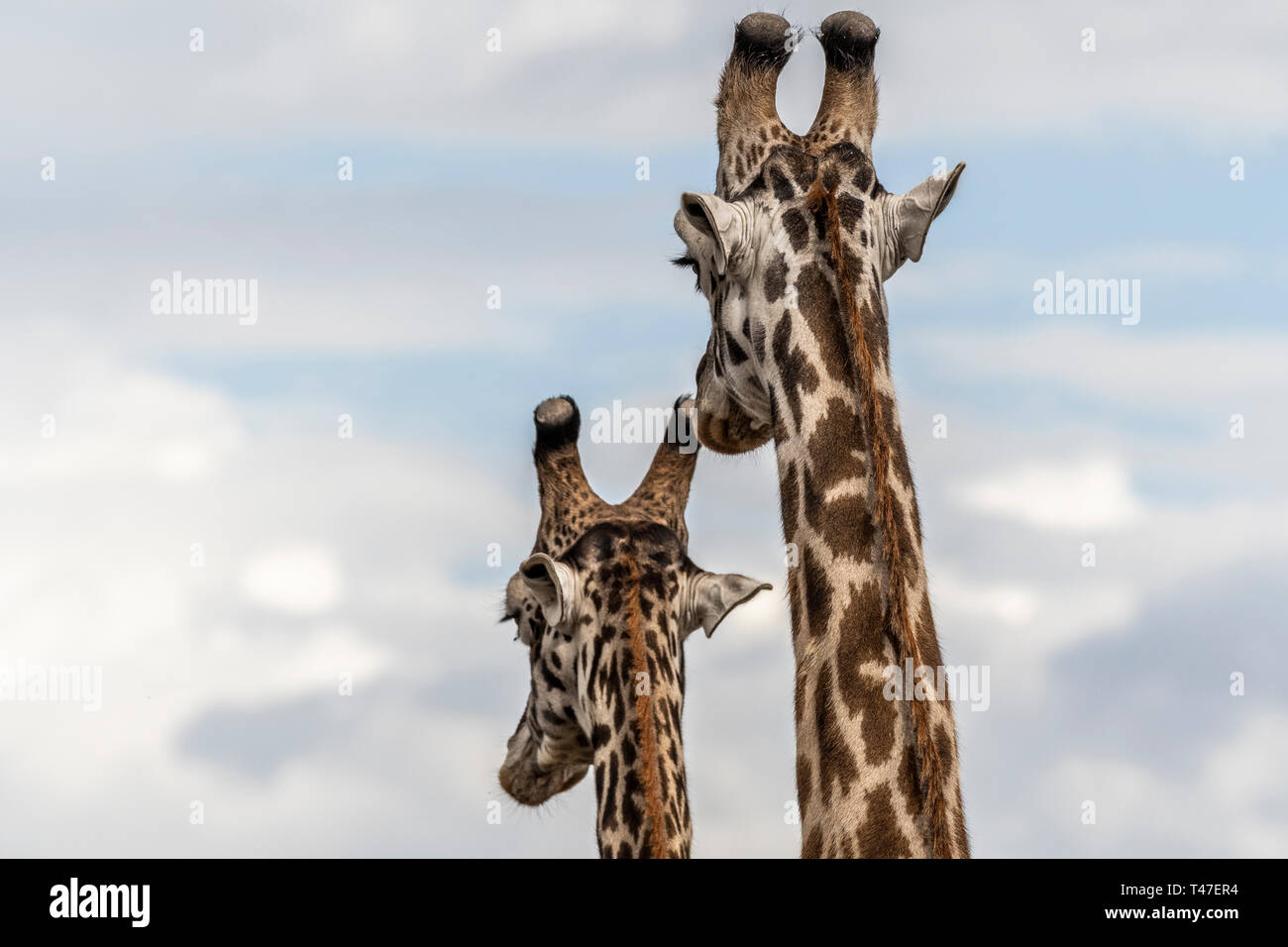 Portrait von Giraffe gegen den blauen Himmel in Masai Mara Stockfoto