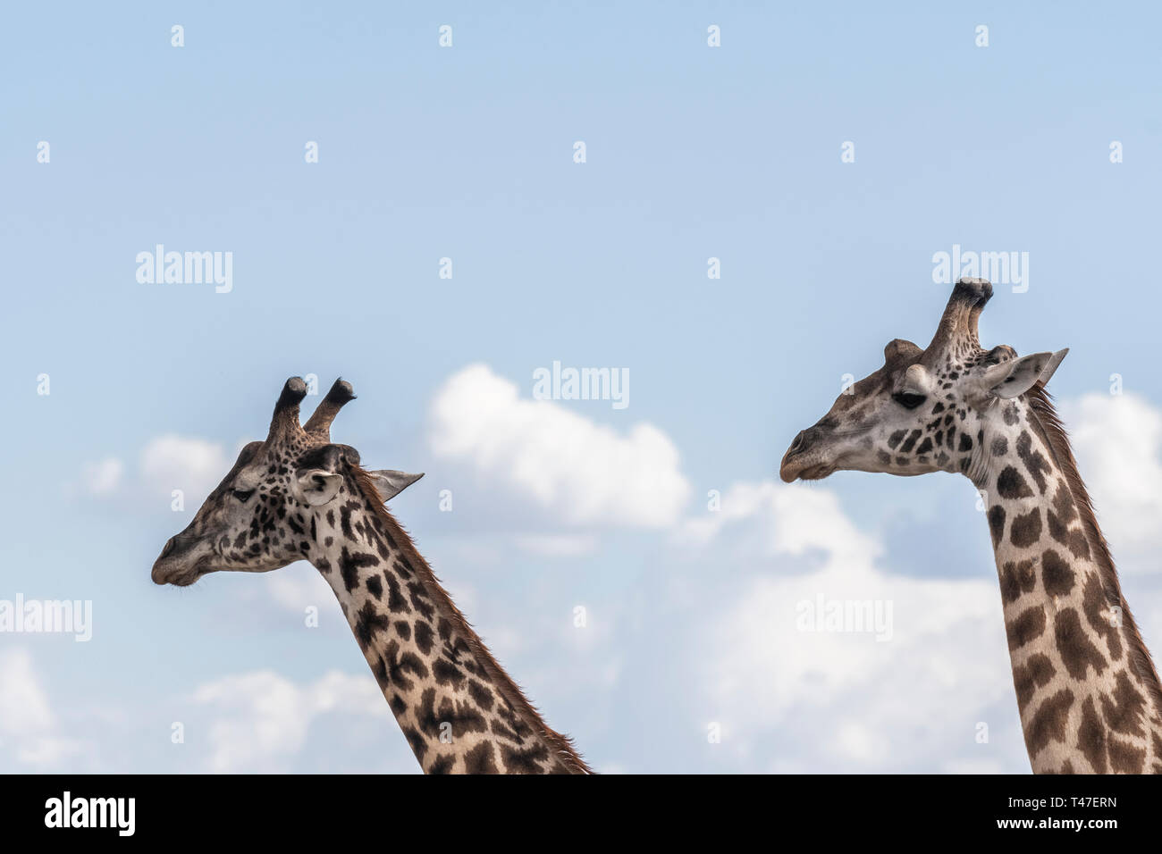 Portrait von Giraffe gegen den blauen Himmel in Masai Mara Stockfoto