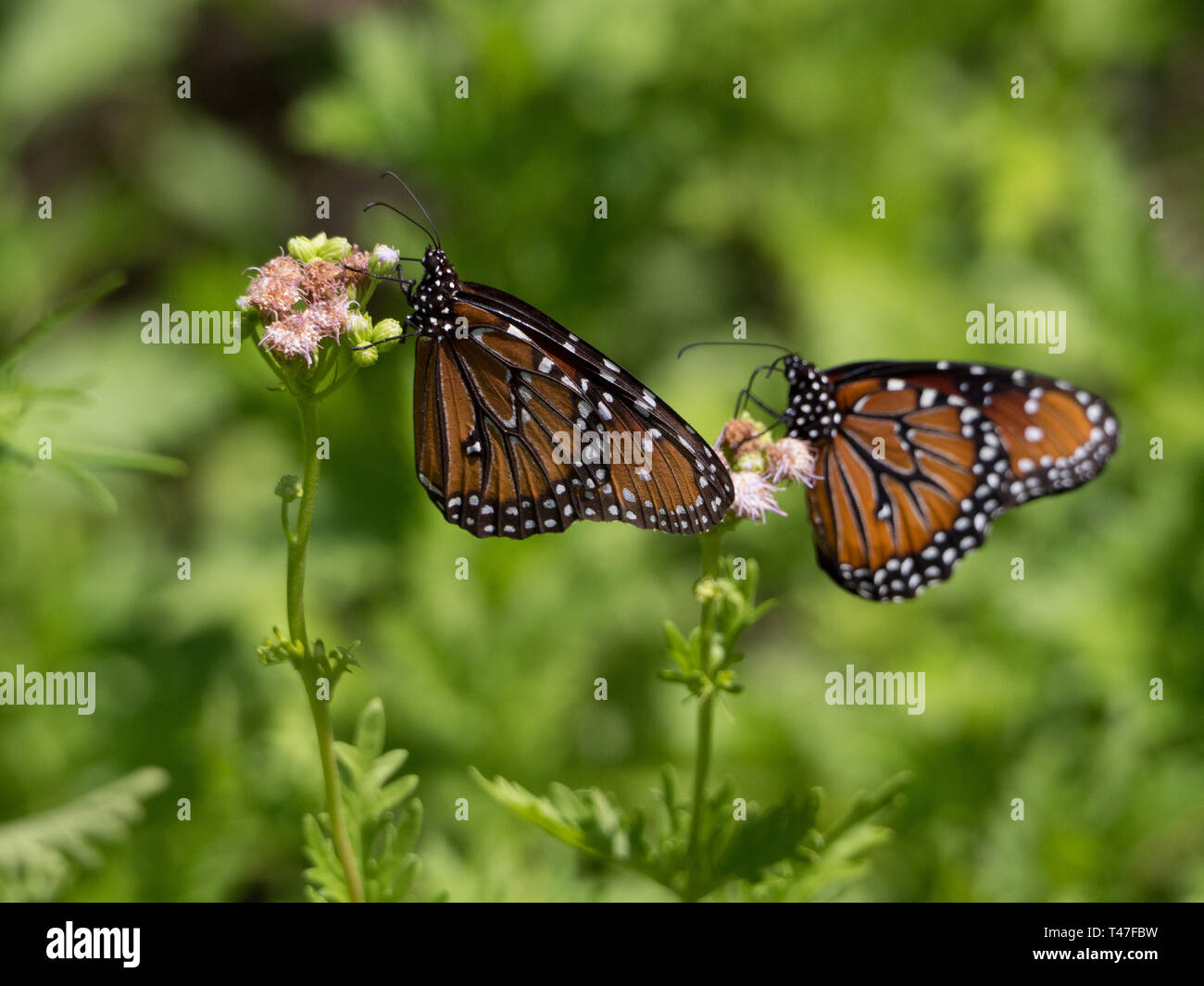 Monarch-Schmetterlinge ernähren sich von Schwemmlingen in Austin, Texas Stockfoto