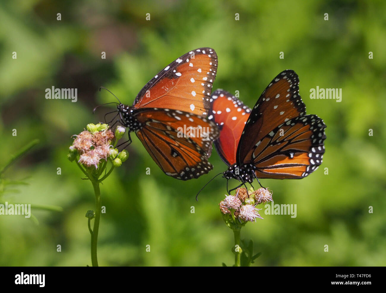 Monarch-Schmetterlinge ernähren sich von Schwemmlingen in Austin, Texas Stockfoto