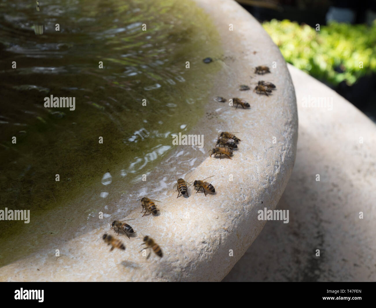 Bienen brunnen Fotos und Bildmaterial in hoher Auflösung Alamy