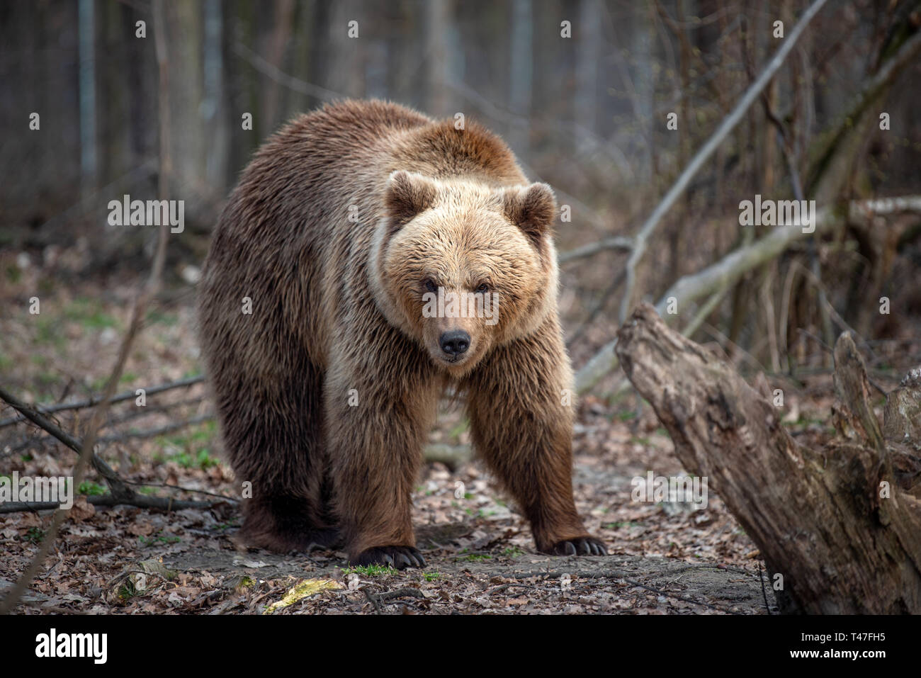 Close up big Braunbär im Frühjahr Wald Stockfoto