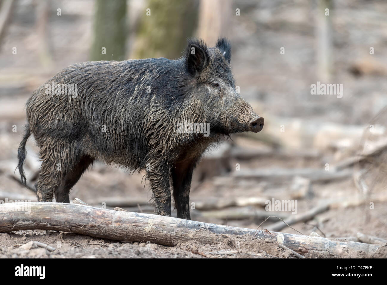 Wildschwein Männchen im Wald, (Sus scrofa) Stockfoto
