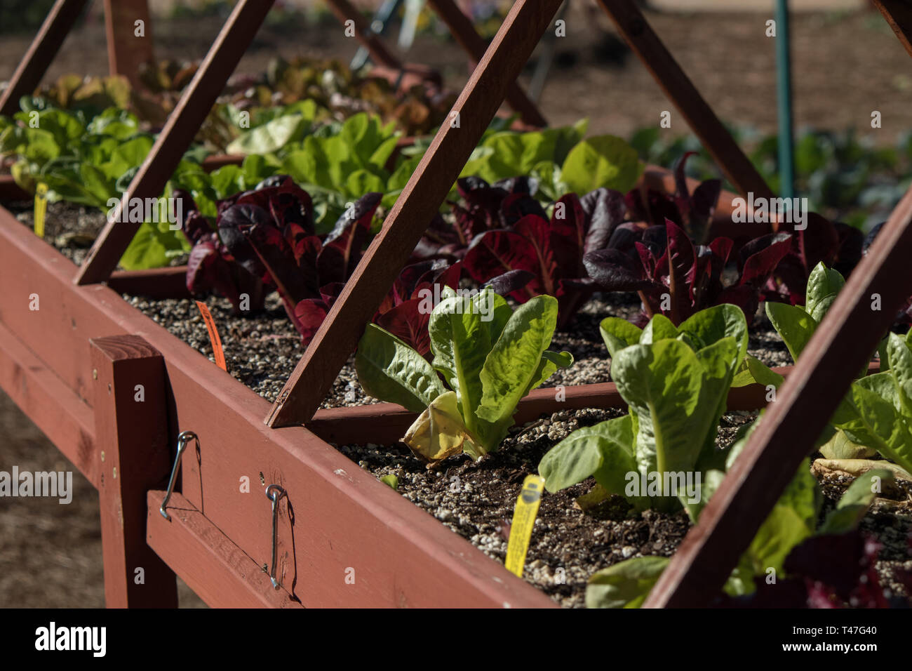 Ein Hochgartenbett, das verschiedene Arten von Salat anbauen kann Stockfoto