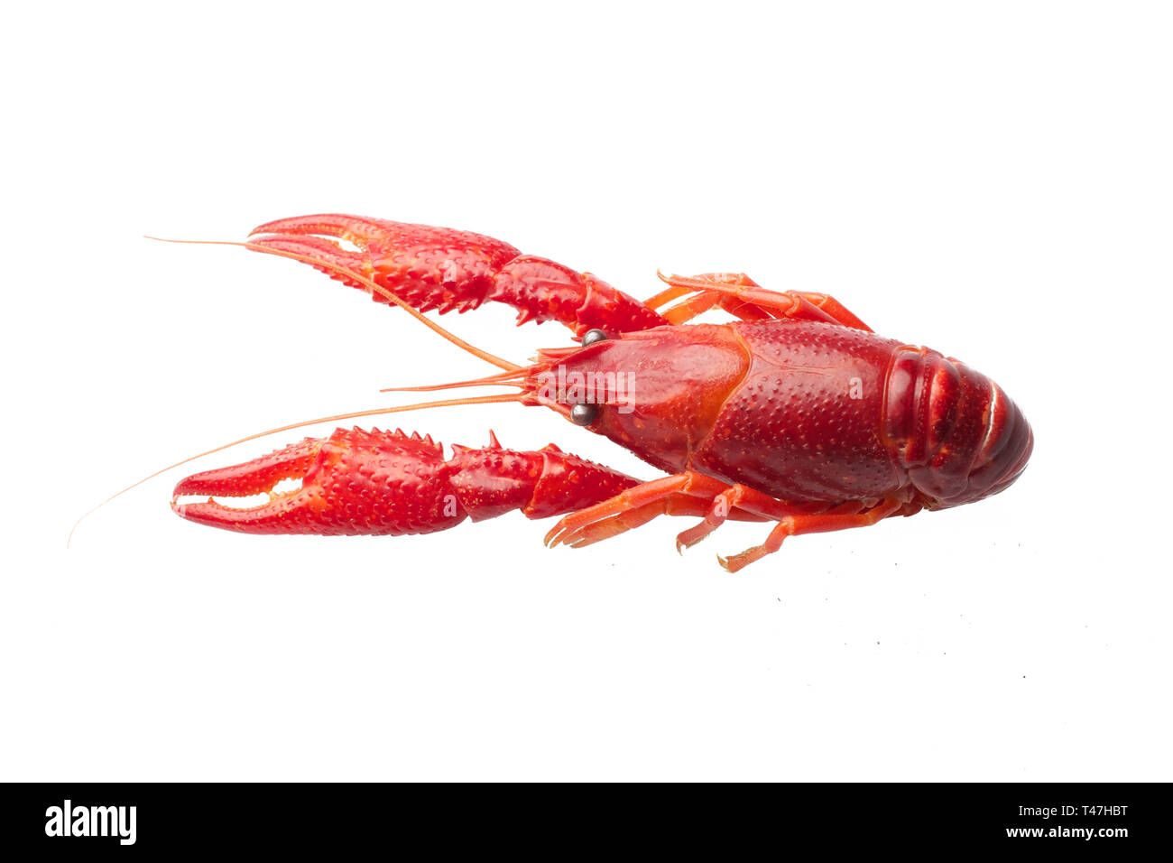 Gekocht rote Languste auf weißem Hintergrund Stockfoto