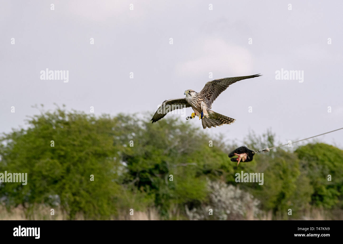 Lanner Falcon Stockfoto