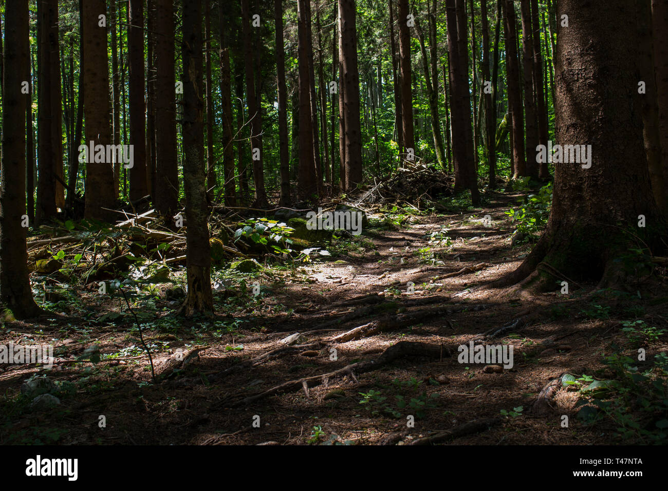 Holz, Wald Stockfoto