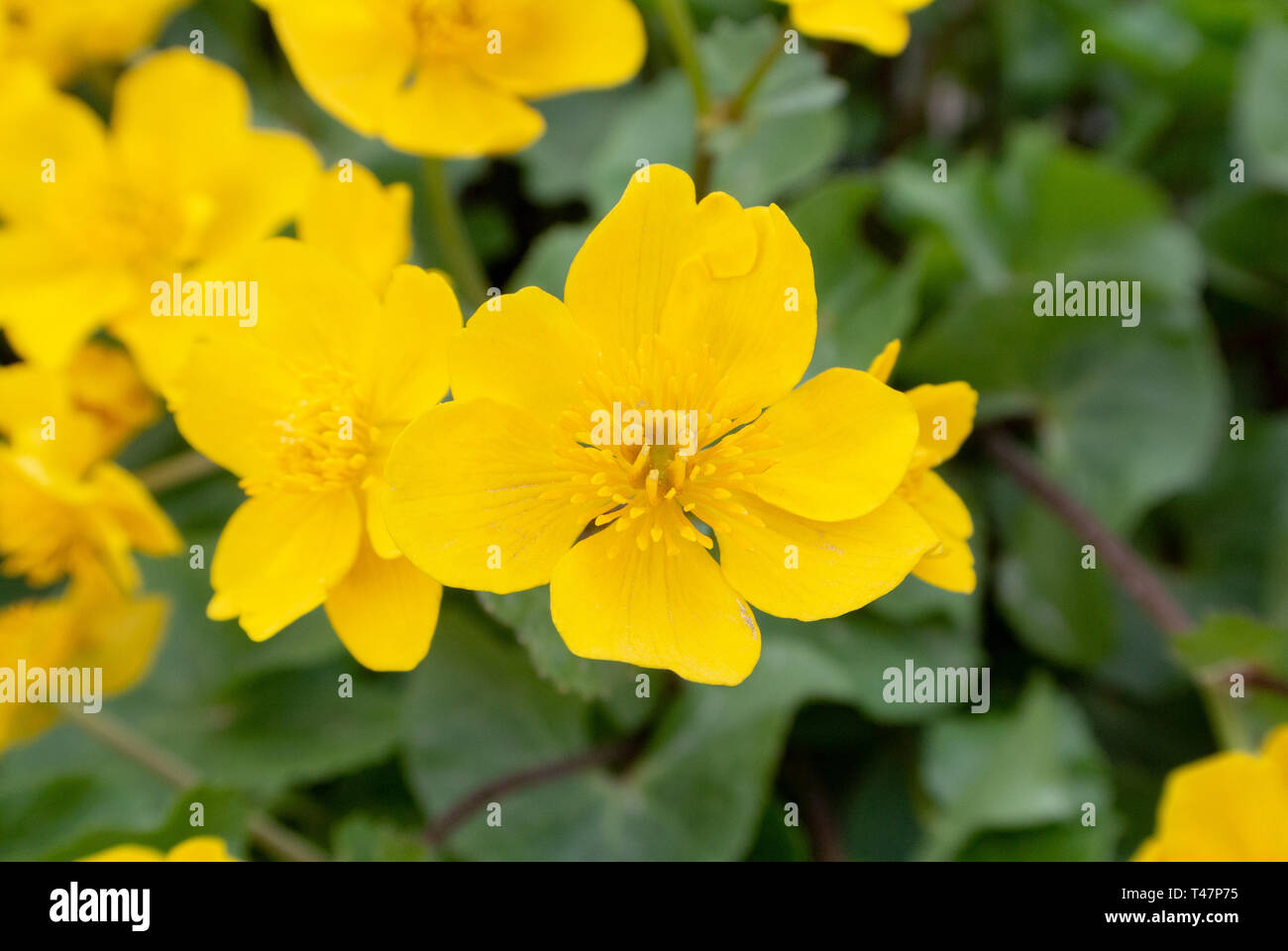 Sumpf - Ringelblume, kingcup, Caltha palustris Stockfoto
