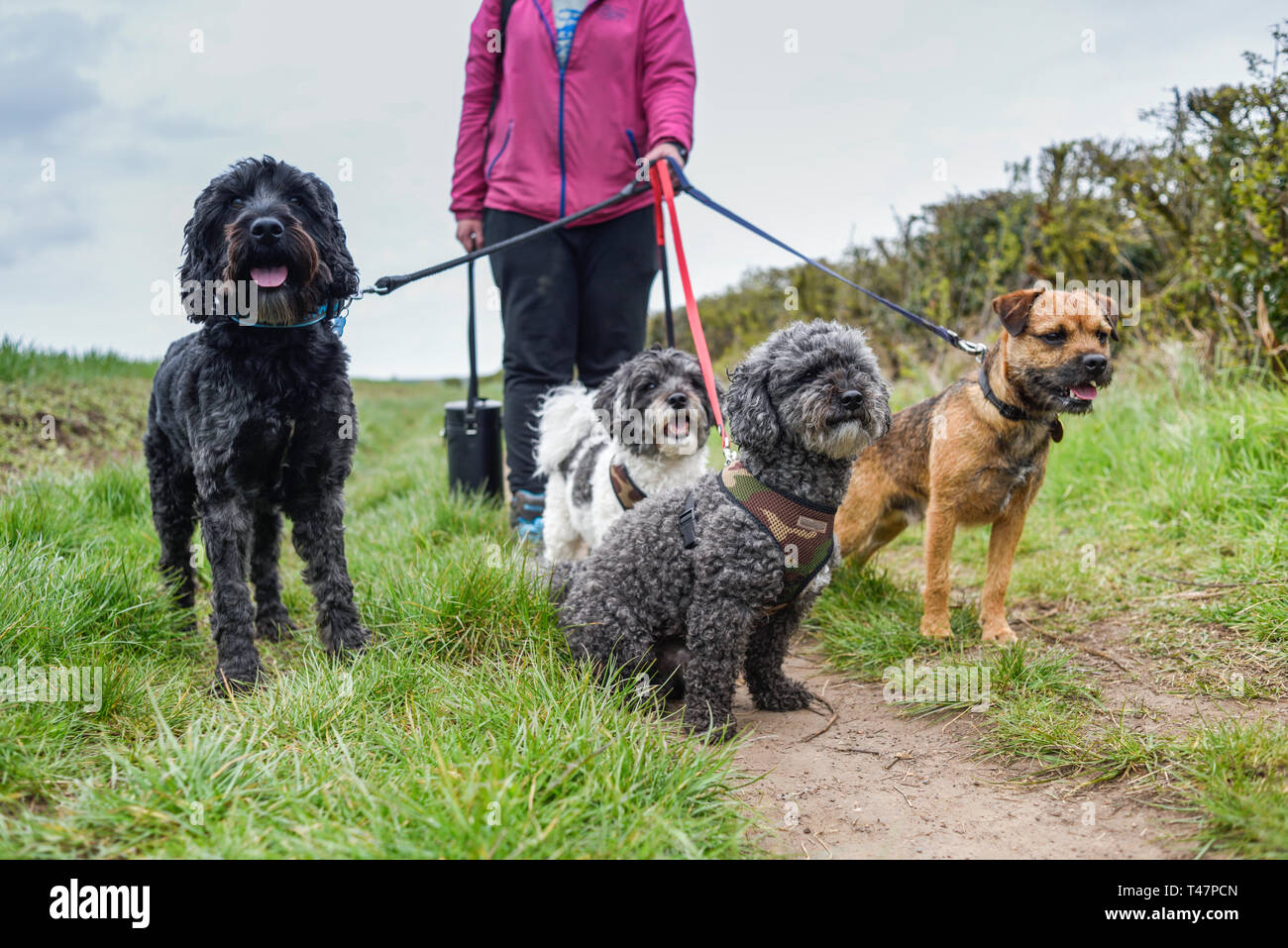 Dog Walker und Auswahl von Hunden ausgeübt beening. Stockfoto