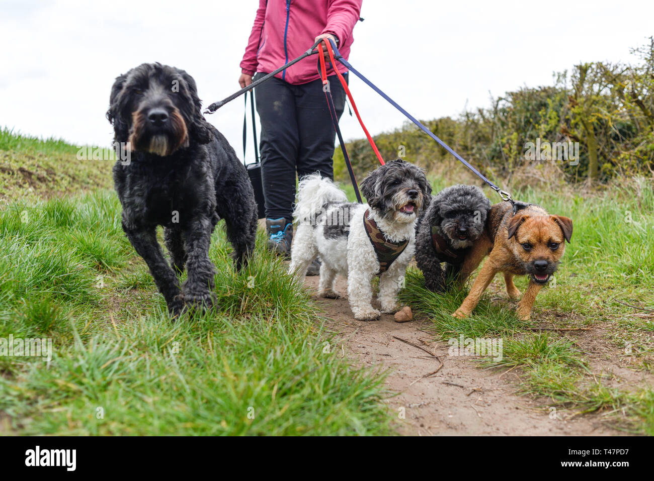 Dog Walker und Auswahl von Hunden ausgeübt beening. Stockfoto