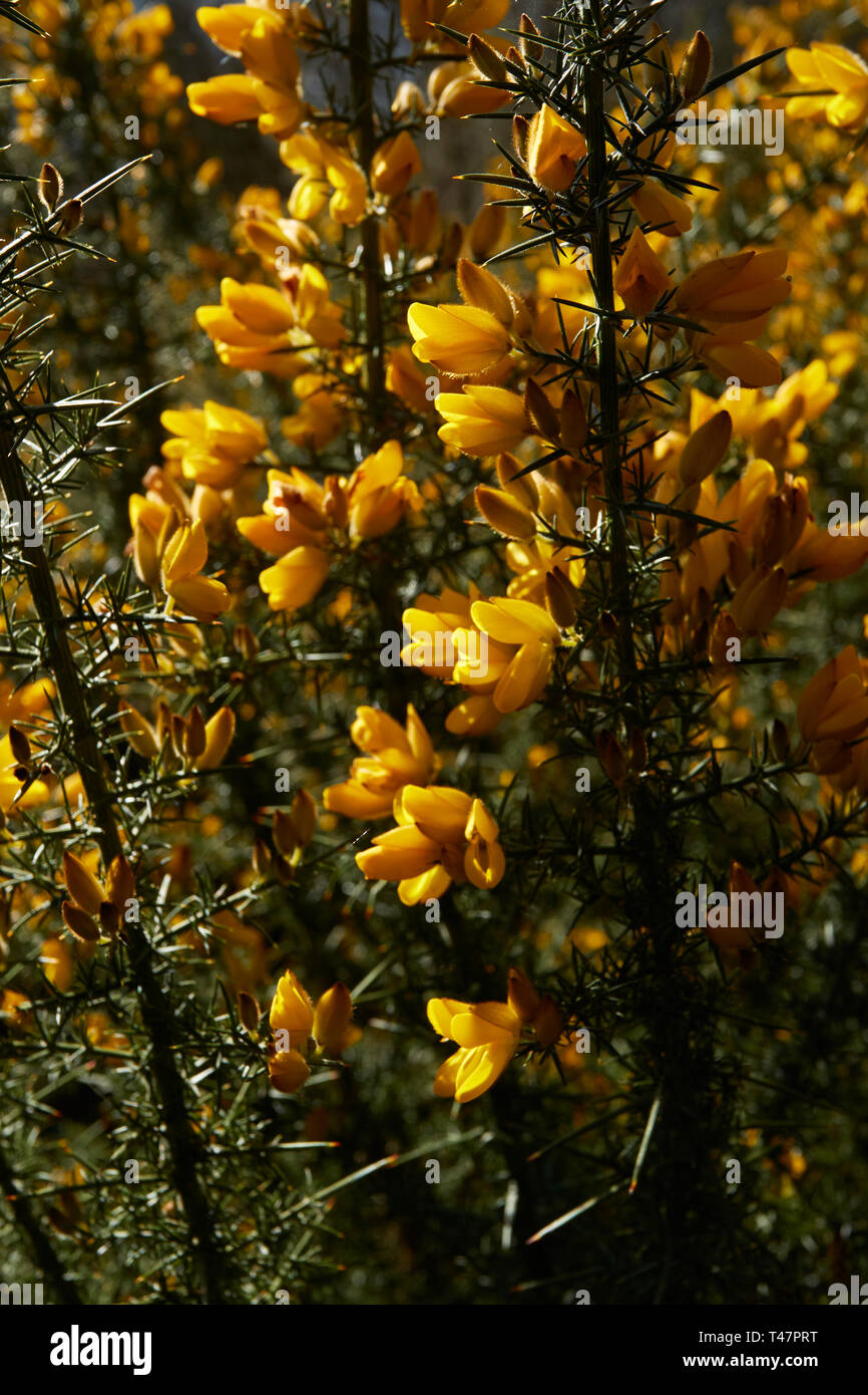 Markante gelbe Ginster Blume in der Frühlingssonne. London, England, Vereinigtes Königreich, Europa Stockfoto