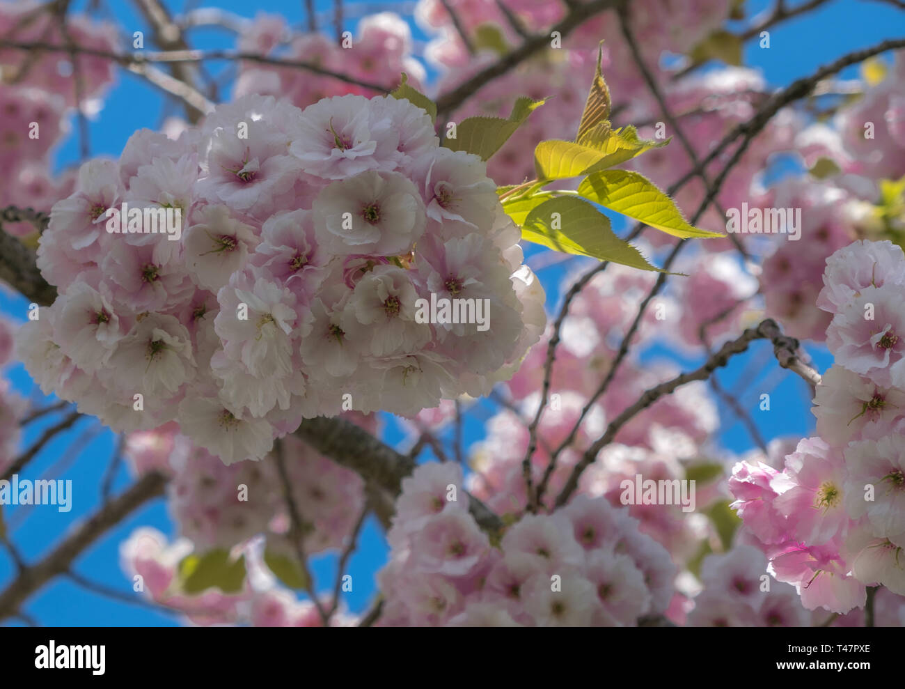 Rosa Kirschblüten hängen von einem Baum vor einem strahlend blauen Himmel. Soft Focus Hintergrund. Stockfoto